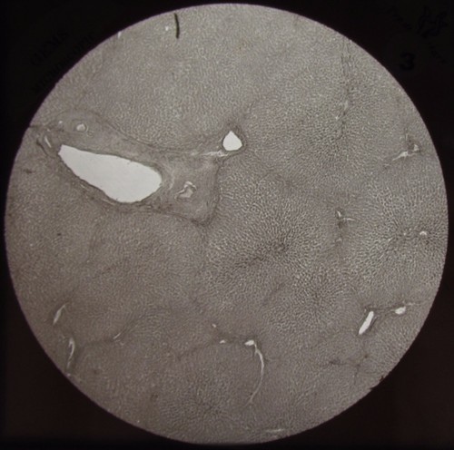 Glass magic lantern slide - glass,