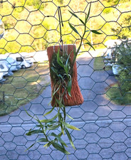 Dendrobium aurantiflammeum - ,