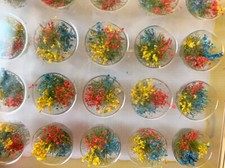 Noch Scala N 06900 Cespugli