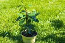 piante alloro In Vaso Laurus nobilis