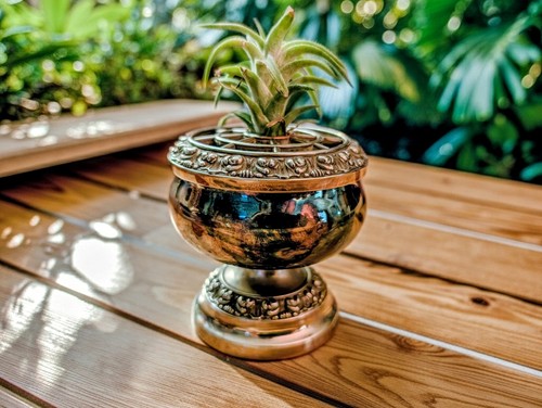Tillandsia edithae bellissima - tillandsia,