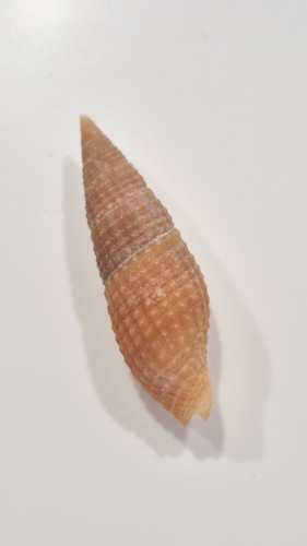 Mitra nodulosa bargain shell - nodulosa,