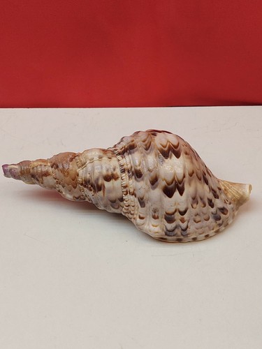 203 charonia tritonis - charonia, tritonis.