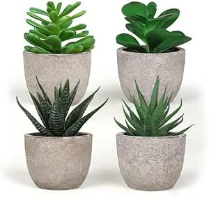 Set piante grasse - 4,