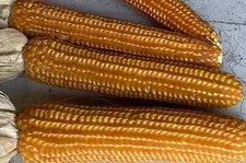 100 SEMI DI PIGNOLETTO Giallo