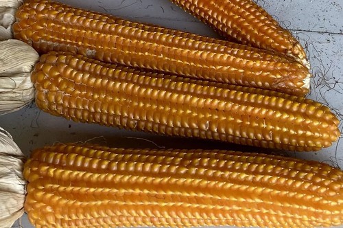 200 semi pignoletto giallo - 200,