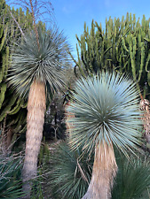 YUCCA ROSTRATA - PIANTA DA GIARDINO - TRONCO DIAM 11 - DIAM 85 - H 60 CM