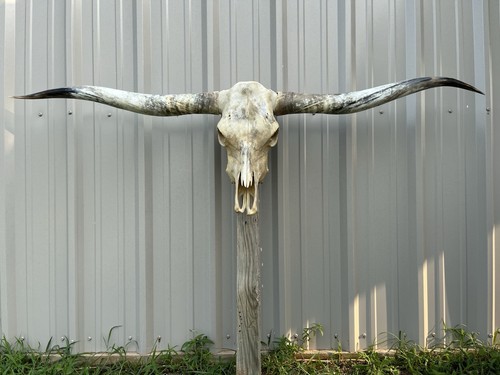 Longhorn teschio sterzo - di,