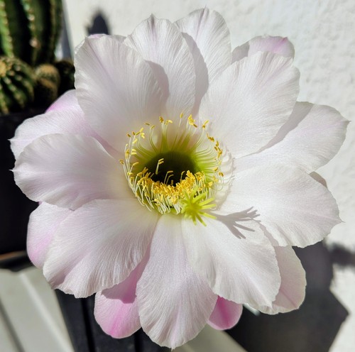 Cactus echinopsistrichocereus - cactus,