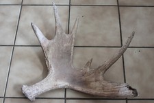 CORNA DI ALCE SVEDESE