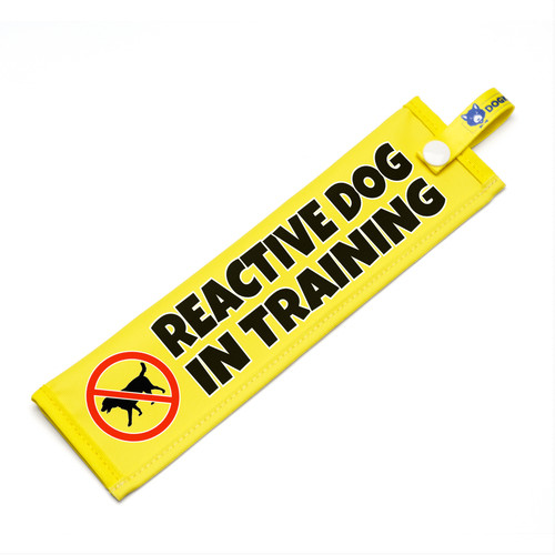 Cane reattivo in - cane,