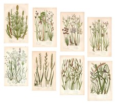 Anne Pratt 1870 Antique BOTANY