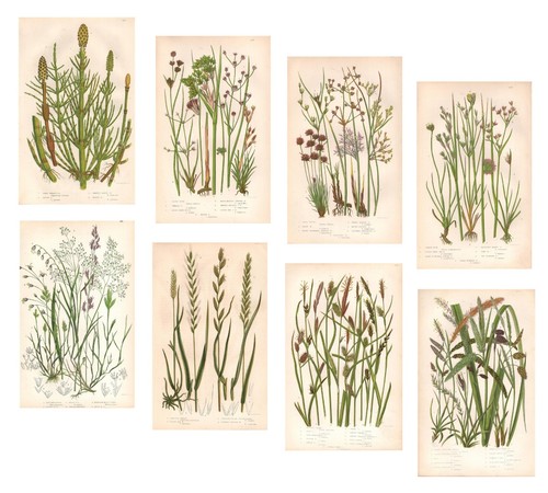 Stampe antiche botanica - antiche,