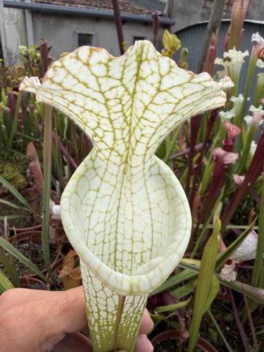 Pianta carnivora sarracenia - carnivora,