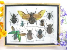 Pezzo unico - Veri insetti