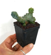 MYRTILLOCACTUS GEOMETRICUS crested small form C363