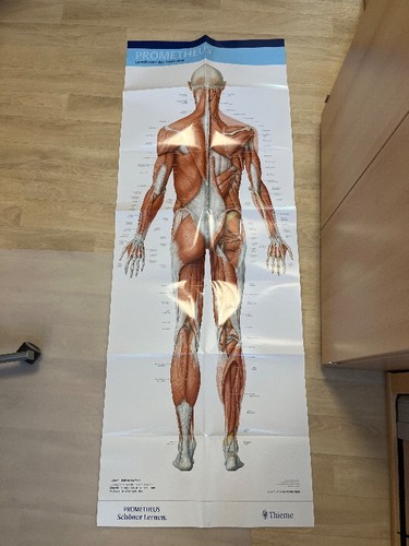 Prometheus lernposter anatomie - prometheus,