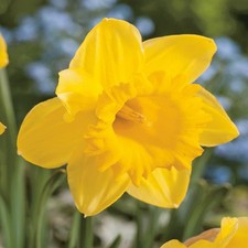 Narcisi bulbi di fiori cipolle fiori narciso da collezione Gigantic Star 5 pz.