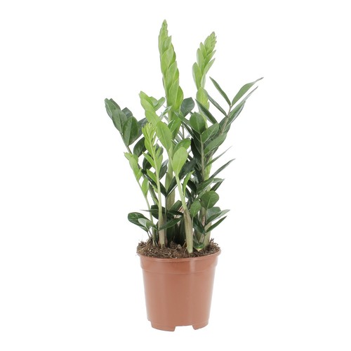 Kentis zamioculcas - kentis,
