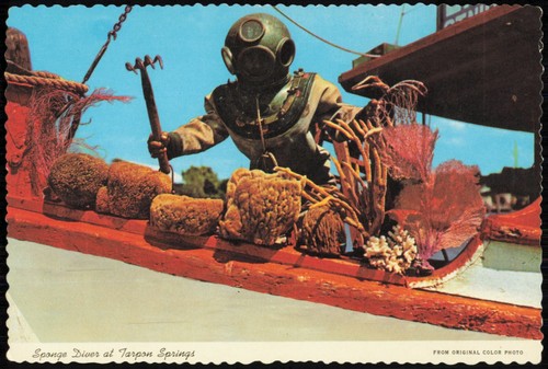 Cartolina sponge diver - sponge, at