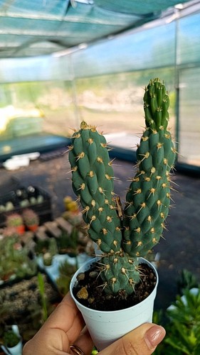 Miqueliopuntia miquelii cactus