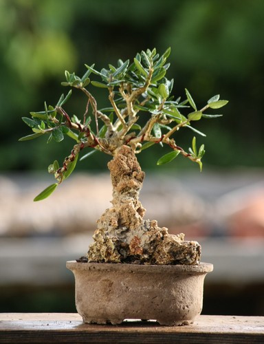 Prebonsai olivastro - prebonsai,