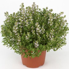 Timo "Thymus faustini" pianta aromatica in vaso ø14 cm