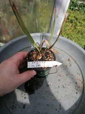Sarracenia leucophylla proprio