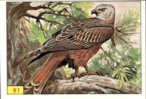 Figurina uccelli panini - uccelli, ed.panini