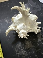 Murex Chicoreus Ramosus