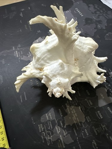 Murex chicoreus ramosus - chicoreus,