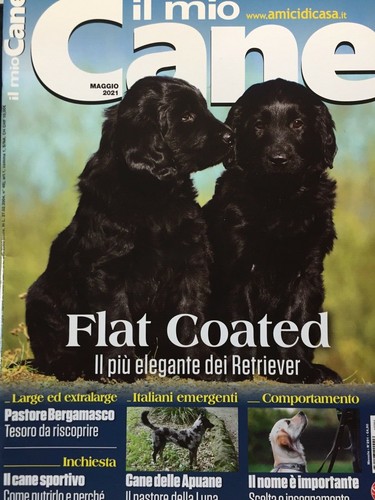Mio cane 2021 291 - il,