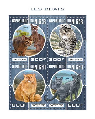 Gatti gatto abissino - gatti,