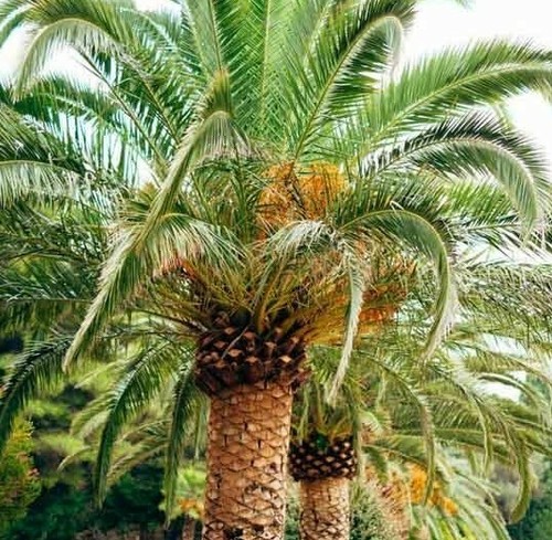 Date palm phoenix - 20,