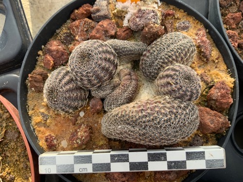 125 lobivia densispina - densispina, fa