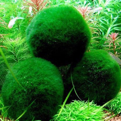 Marimo cladophora - -,