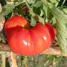 Tomate Corazon De Res , 10