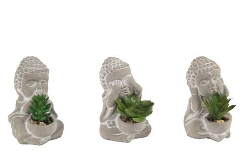 Pianta buddha non - pianta,