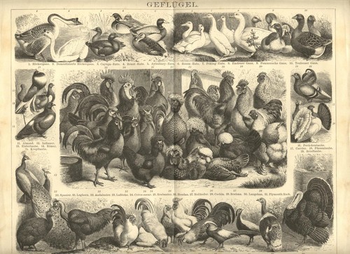 1898 gallinacei uccelli - 1898,