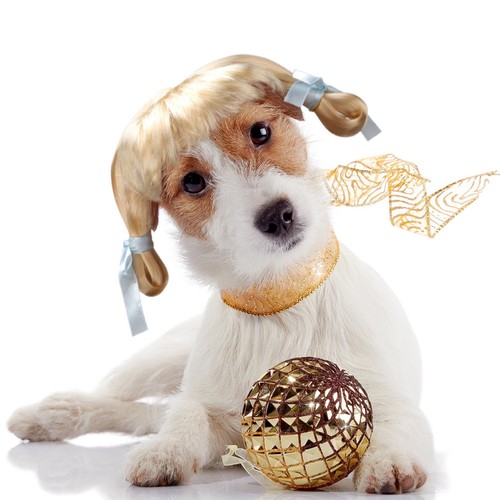 Accessori per cani - ,