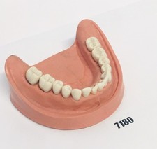 KaVo modello dentale modello