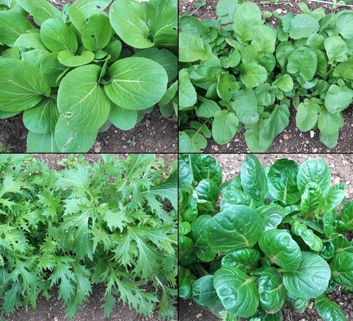Mix semi varietà verdure - semi,