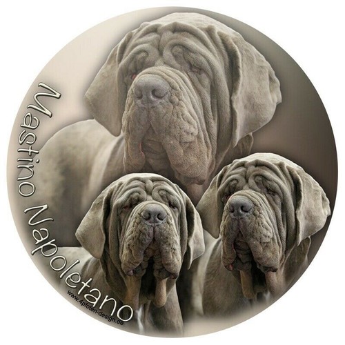 Mastino napoletano adesivi - mastino,