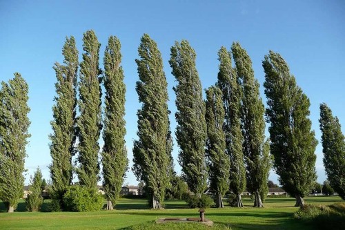 Populus nigra var - italica,