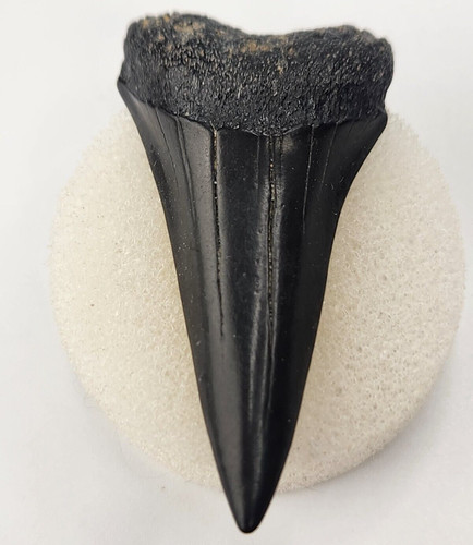 Dente squalo bianco fossile - squalo,
