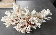 Vintage Acropora Tavolo Età