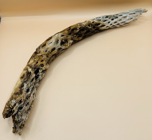 Ramo scheletro legno di - in,