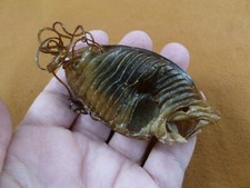 (s800-196) Custodia per uova