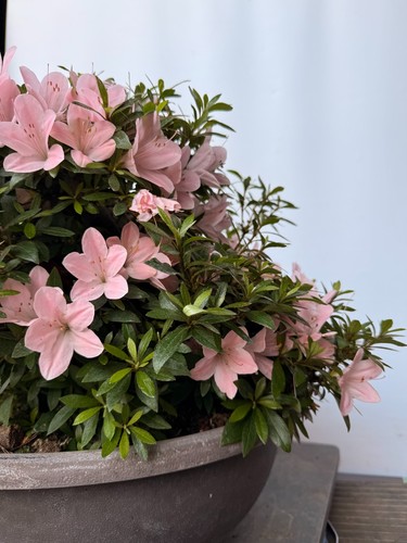 Bonsai azalea giapponese - bonsai,