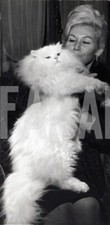 Foto vintage Francia, Un superbo persiano bianco, 1962, stampa 18x13 cm